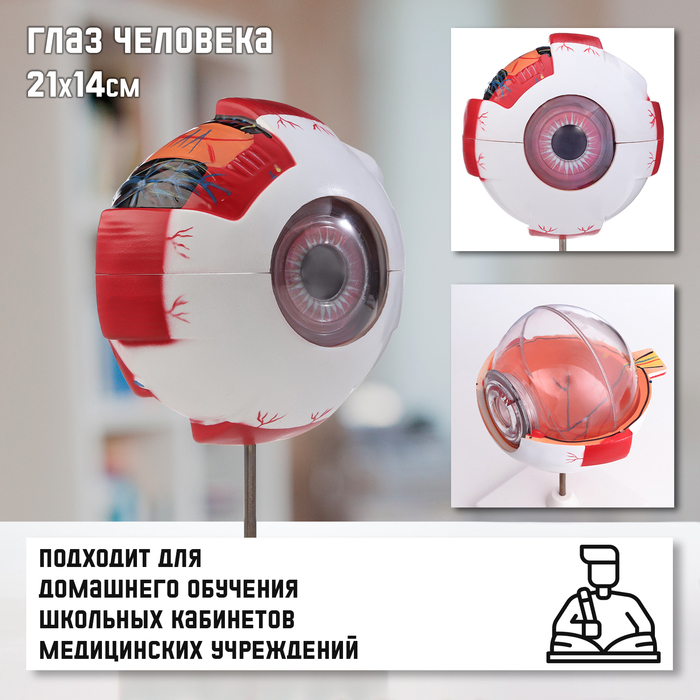 Анатомическая модель «Макет глаза человека», 21×14 см