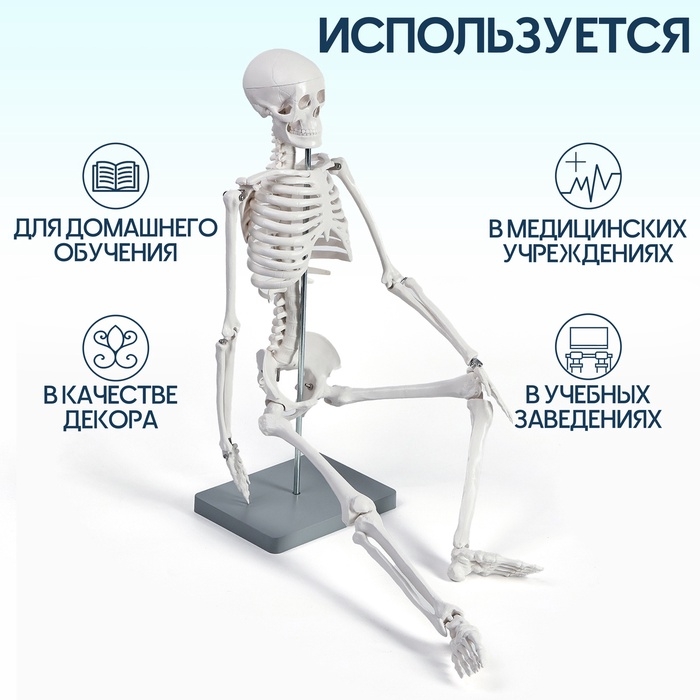 Анатомическая модель «Макет скелета взрослого человека», 85 см