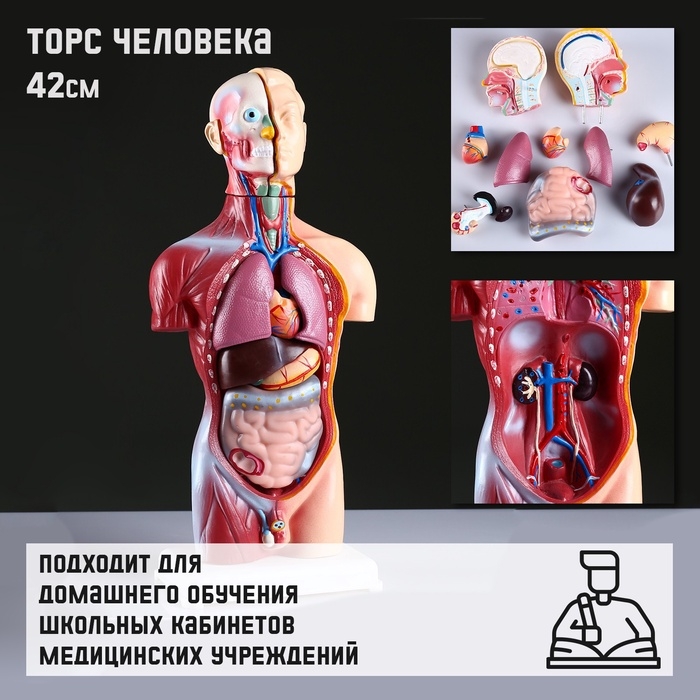 Анатомическая модель «Макет торса человека», 42 см