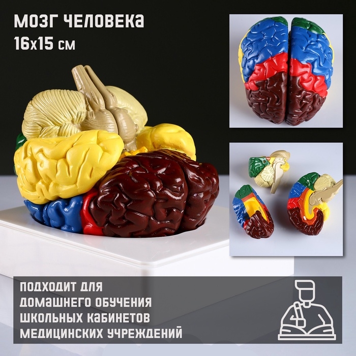 Анатомическая модель «Макет мозга человека», 16×15 см