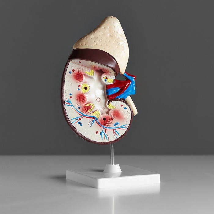 Анатомическая модель «Макет почки человека», 14×30 см