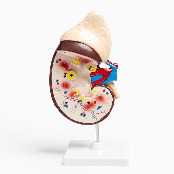 Анатомическая модель «Макет почки человека», 14×30 см