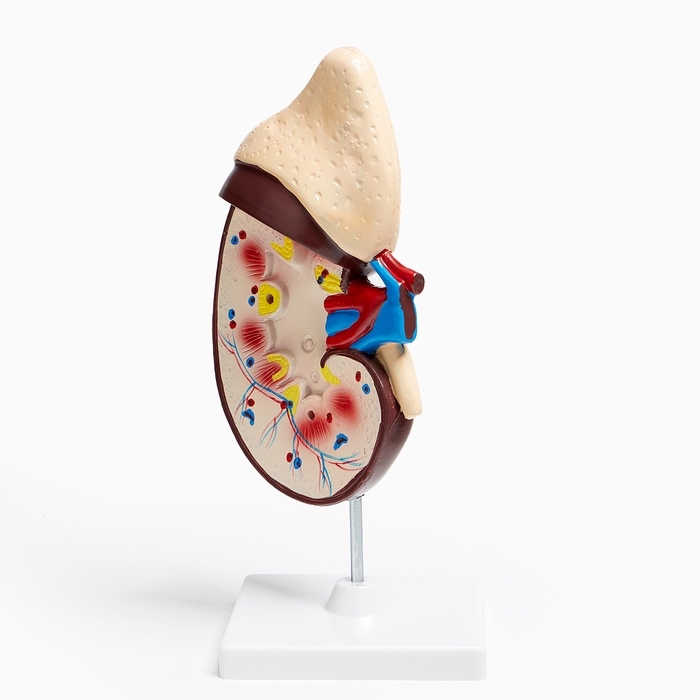 Анатомическая модель «Макет почки человека», 14×30 см