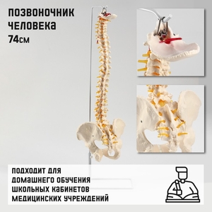 Анатомическая модель «Макет позвоночника человека», 74 см