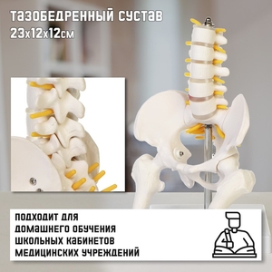 Анатомическая модель «Макет поясничного отдела и тазобедренного сустава», 23×12×12 см