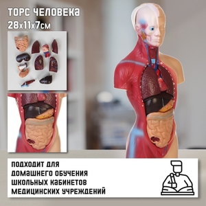 Анатомическая модель «Макет торса человека», разборный, 28×11×7 см
