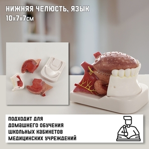 Анатомическая модель «Макет нижней челюсти и языка», 10×7×7 см