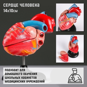 Анатомическая модель «Макет сердца человека», 14×10 см
