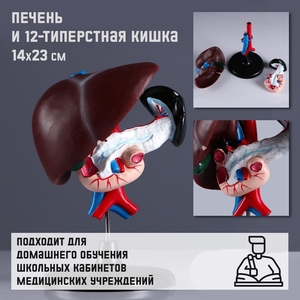 Анатомическая модель «Макет печени и 12-перстной кишки», 14×23 см