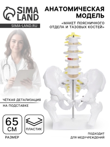 Анатомическая модель «Макет поясничного отдела и тазовых костей», 65 см