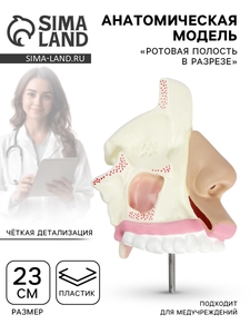 Анатомическая модель «Ротовая полость в разрезе»