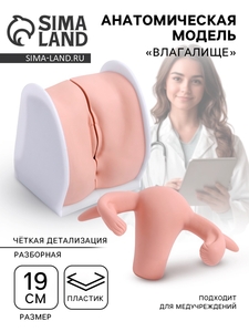 Анатомическая модель «Влагалище», разборная 19×13×17 см