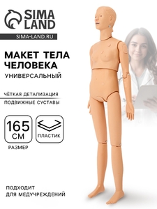 Макет тела человека, универсальный, 165 см