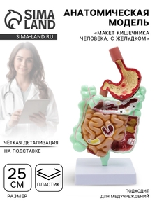 Анатомическая модель «Макет кишечника человека, с желудком», 25 см
