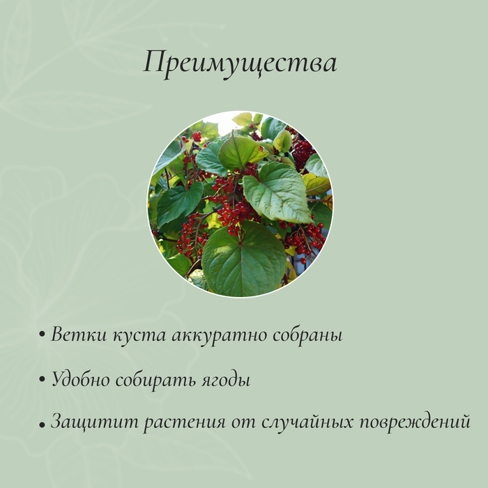 Кустодержатель, d=80 см, h=50 см, ножка d=2 см, пластик, чёрный, «Смородина +»